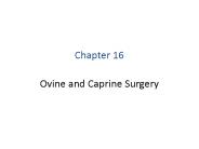 Ovine and Caprine Surgery
