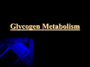 Glycogen Metabolism