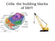 Cells: the building blocks of life!!!