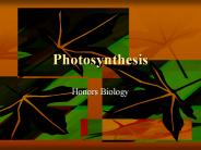 Photosynthesis