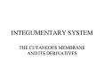 INTEGUMENTARY SYSTEM PowerPoint PPT Presentation