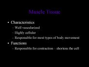 Muscle Tissue