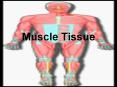 Muscle Tissue PowerPoint PPT Presentation