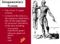 Integumentary System PowerPoint PPT Presentation