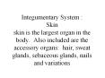 Integumentary System : Skin skin is the largest organ in the body. Also included are the accessory organs: hair, sweat glands, sebaceous glands, nails and variations PowerPoint PPT Presentation