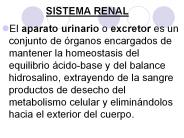 SISTEMA RENAL