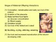 Stages of Maternal-Offspring interactions PowerPoint PPT Presentation