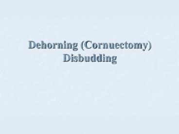 Dehorning (Cornuectomy) Disbudding