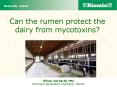 Can the rumen protect the dairy from mycotoxins? PowerPoint PPT Presentation