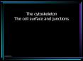The cytoskeleton The cell surface and junctions PowerPoint PPT Presentation