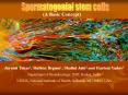 Spermatogonial stem cells (A Basic Concept) PowerPoint PPT Presentation