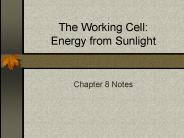 The Working Cell: Energy from Sunlight