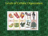 Levels%20of%20Cellular%20Organization