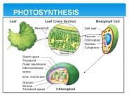 PHOTOSYNTHESIS