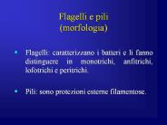 Flagelli e pili (morfologia)