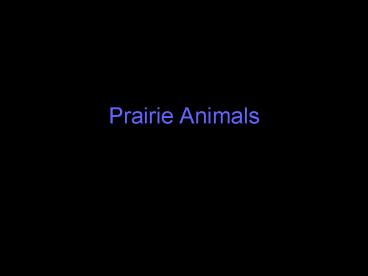 Prairie Animals