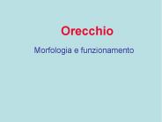 Orecchio