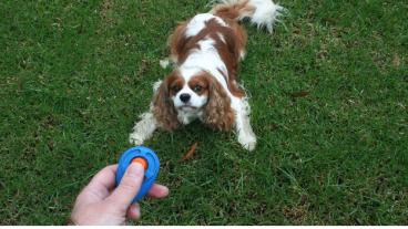 Dog Training for Proper Behavior