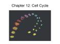 Chapter 12: Cell Cycle PowerPoint PPT Presentation
