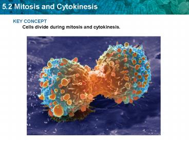 KEY CONCEPT Cells divide during mitosis and cytokinesis.