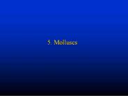 5. Molluscs