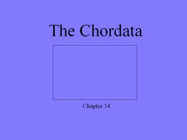 The Chordata