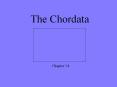 The Chordata PowerPoint PPT Presentation