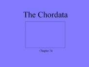The Chordata