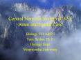 Central Nervous System (CNS): Brain and Spinal Cord PowerPoint PPT Presentation