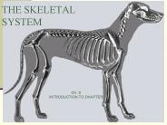 THE SKELETAL SYSTEM