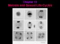 Chapter 13 Meiosis and Sexual Life Cycles PowerPoint PPT Presentation