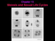 Chapter 13 Meiosis and Sexual Life Cycles