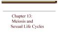 Chapter 13: Meiosis and Sexual Life Cycles PowerPoint PPT Presentation