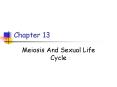 Meiosis And Sexual Life Cycle PowerPoint PPT Presentation