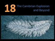 The Cambrian Explosion and Beyond