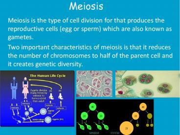 Meiosis