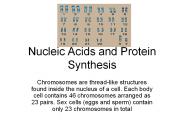 Nucleic Acids and Protein Synthesis
