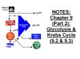 NOTES: Chapter 9 (Part 2): Glycolysis PowerPoint PPT Presentation