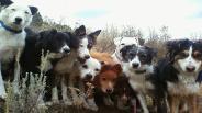 Kennel Breaking Your Dog