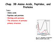 Chap. 3B Amino Acids, Peptides, and Proteins