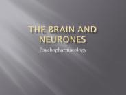 The Brain and Neurones