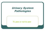 Urinary System Pathologies