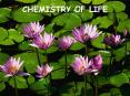 CHEMISTRY OF LIFE PowerPoint PPT Presentation