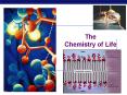 The Chemistry of Life PowerPoint PPT Presentation