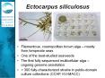 Ectocarpus siliculosus PowerPoint PPT Presentation