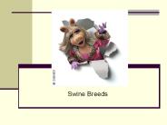 Swine Breeds