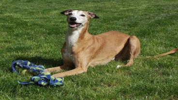 Learning The Basic Commands Of Dog Training