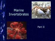 Marine Invertebrates