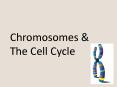 Chromosomes PowerPoint PPT Presentation