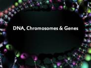 DNA, Chromosomes